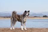 AKITA INU 162
